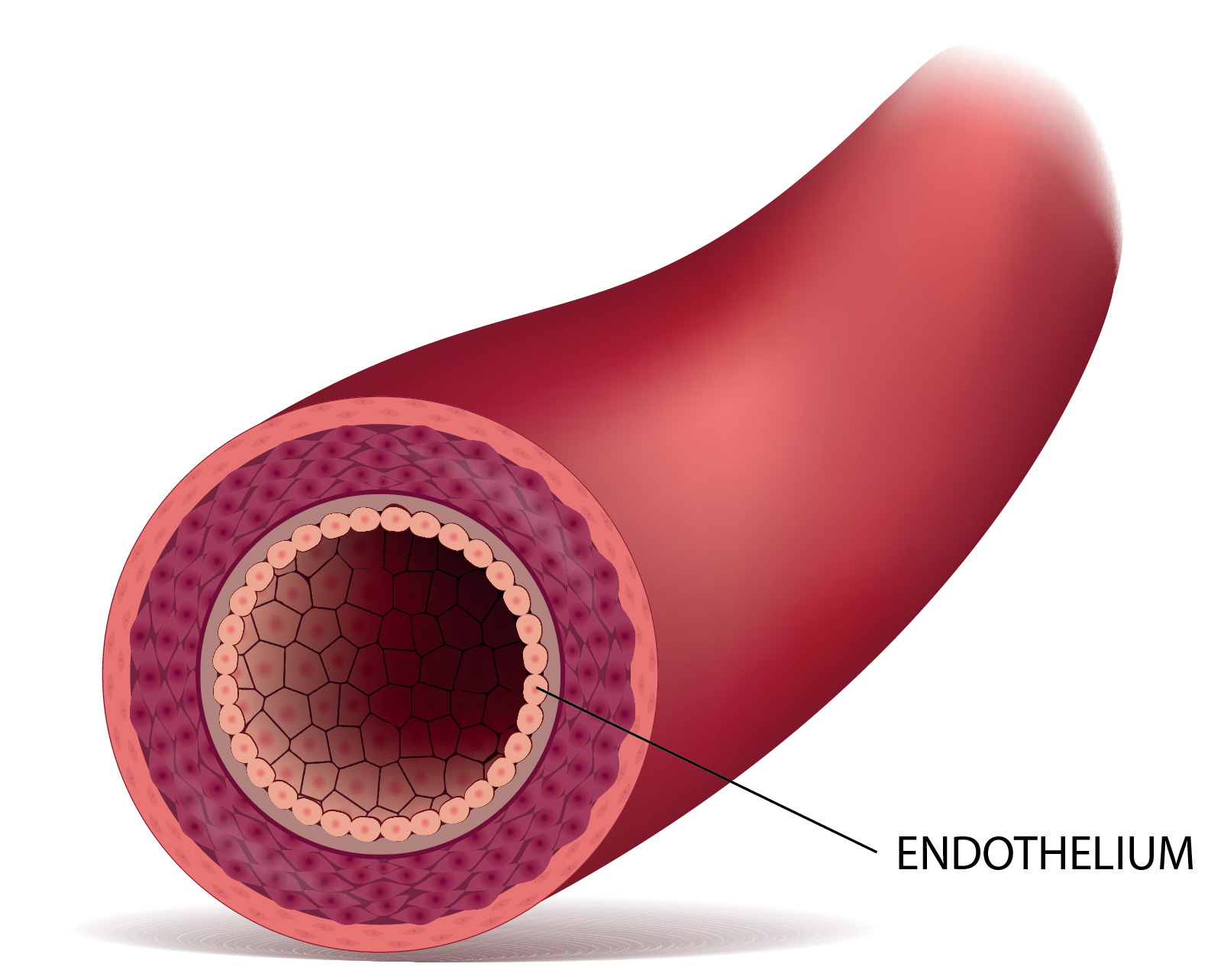Cross-section diagram of a blood vessel showing the endothelium layer